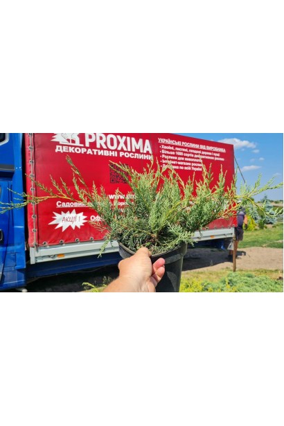 Ялівець віргінський Грей Оул - 3л/вис.15-20см/Ø30-40см